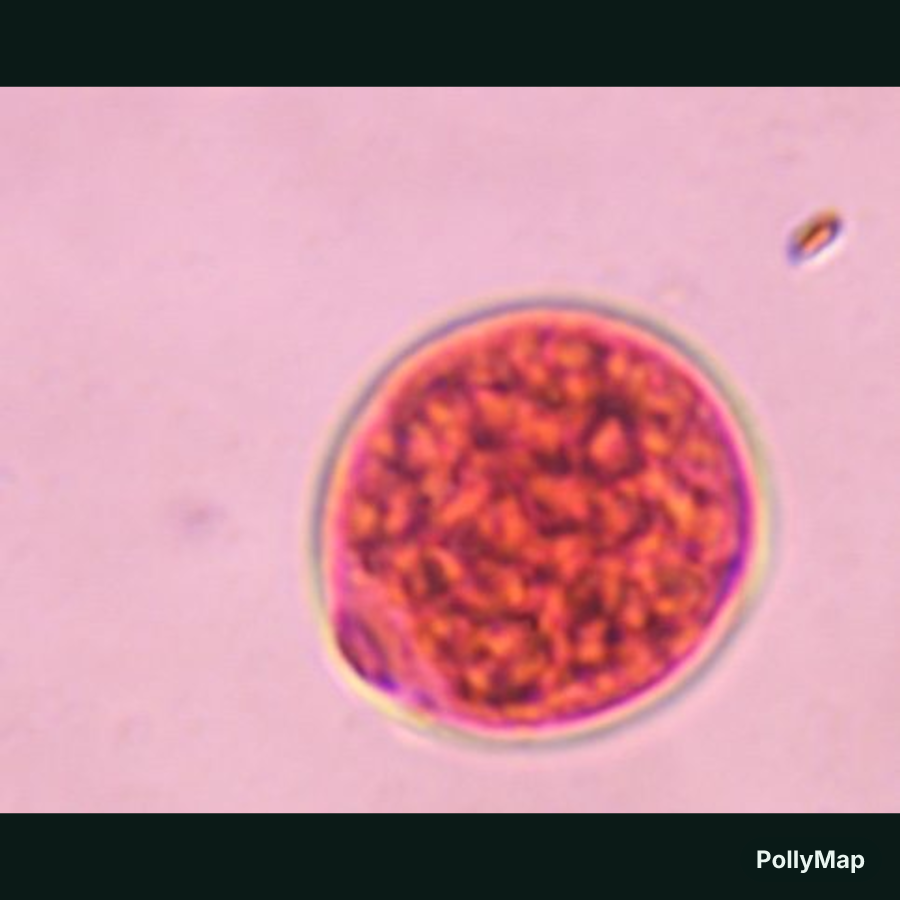 Another microscope image of Poaceae, verified by PollyMap