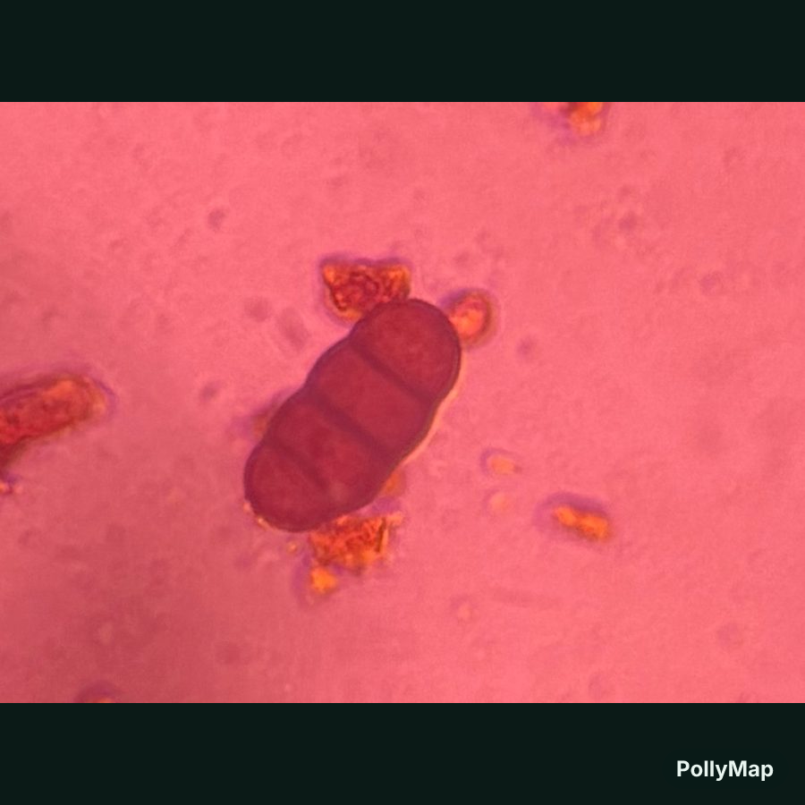 Another microscope image of Curvularia, verified by PollyMap