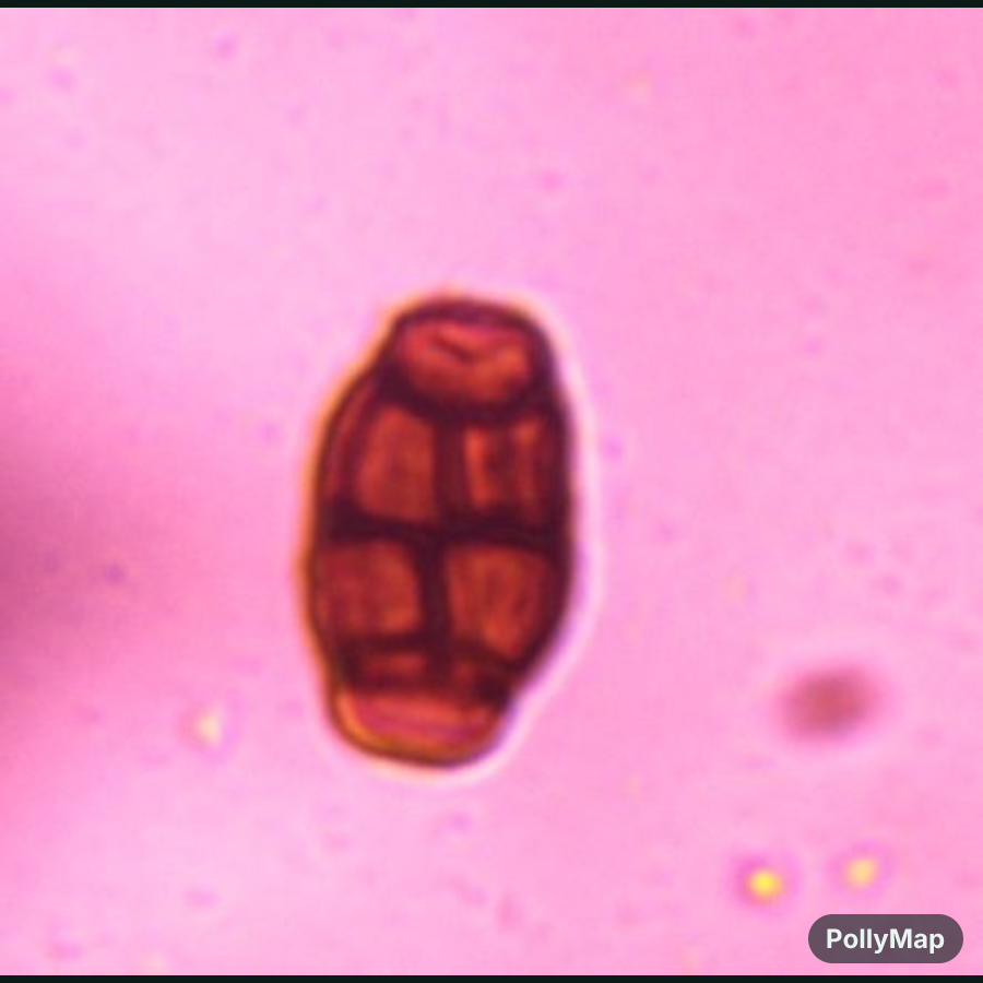 Another microscope image of Pithomyces, verified by PollyMap