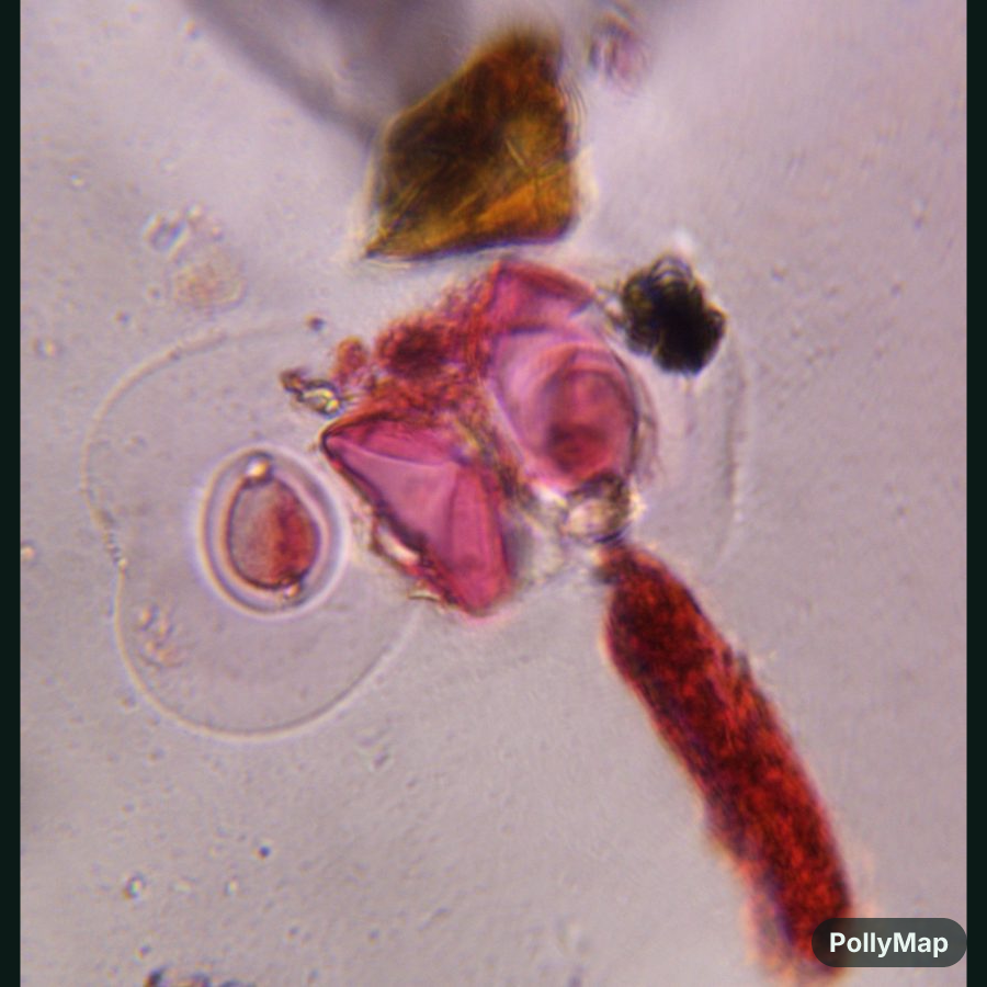 Another microscope image of Juniper, verified by PollyMap