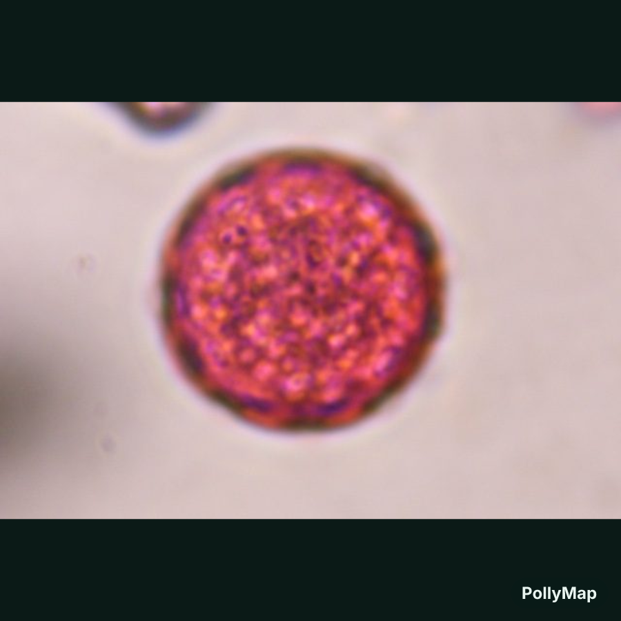 Another microscope image of Chenopod, verified by PollyMap