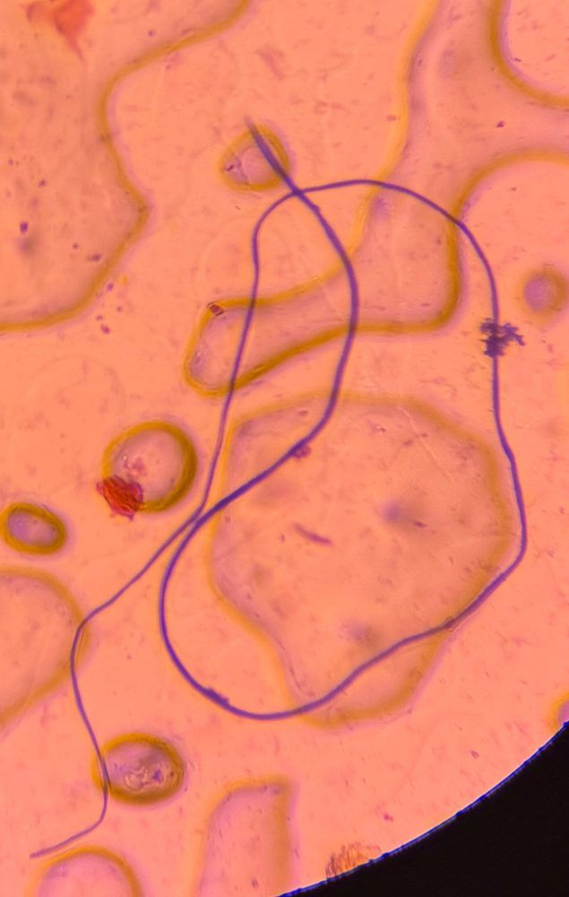 Textile fiber under a microscope, verified by PollyMap