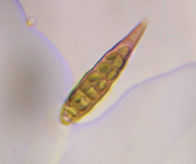 Alternaria mold spore under a microscope, verified by PollyMap