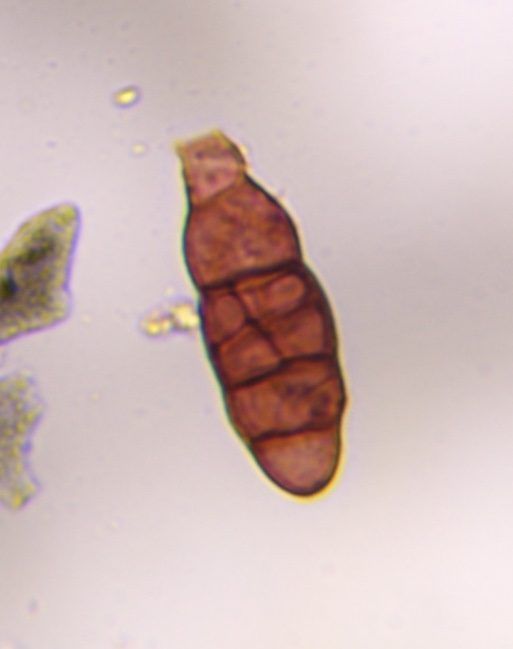 Alternaria mold spore under a microscope, verified by PollyMap
