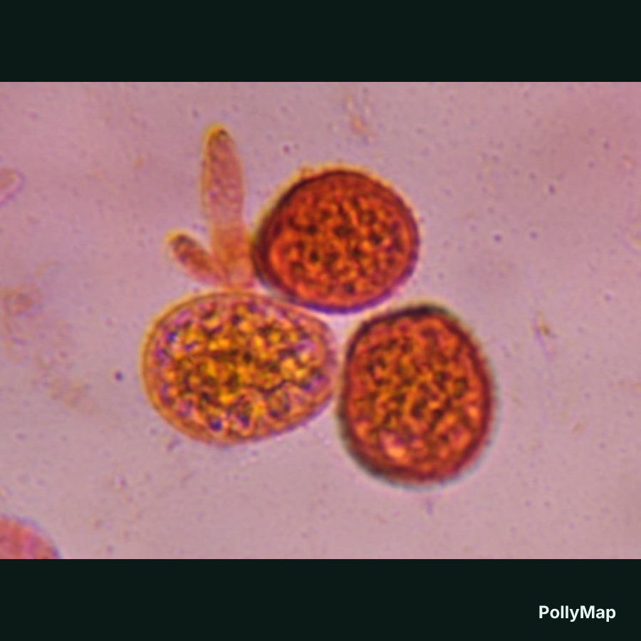 Microscope image of Smut spores — mold (public specimen library) — verified by PollyMap