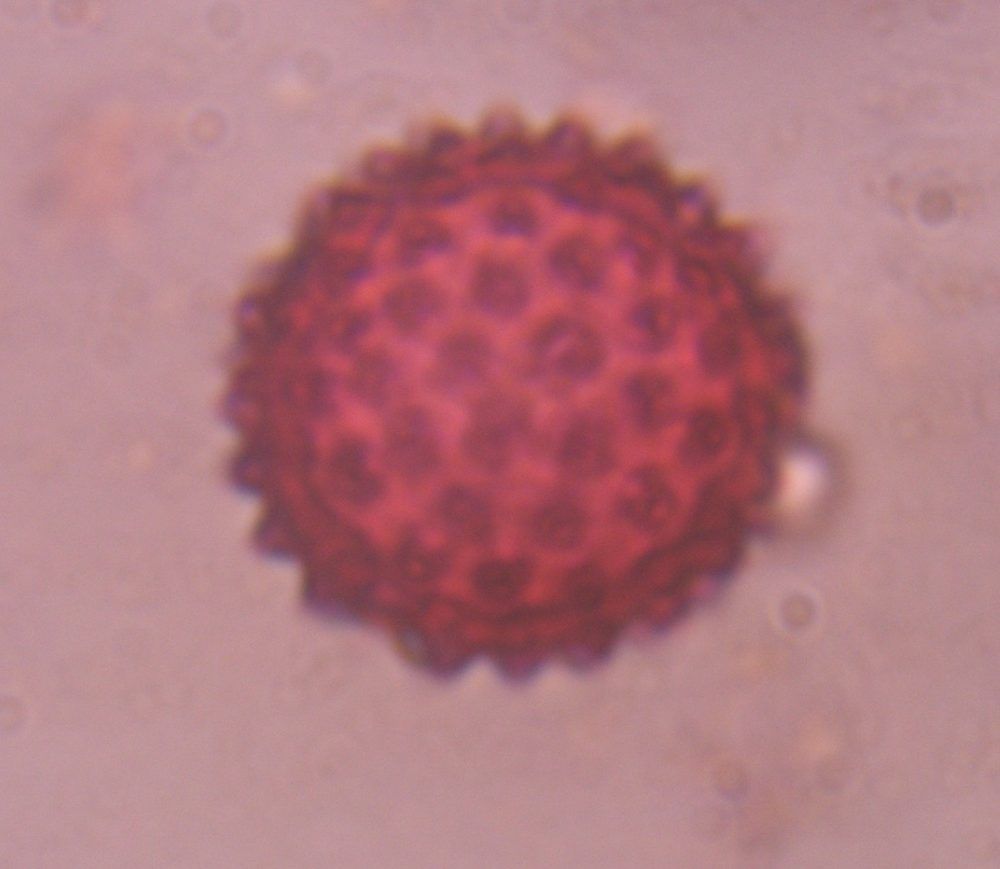 Another microscope image of Chenopod, verified by PollyMap