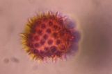 Another microscope image of Asteraceae, verified by PollyMap