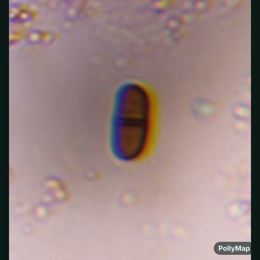 Microscope image of Didymospore, verified by PollyMap