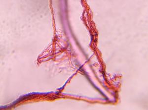 textile fiber under a microscope, verified by PollyMap