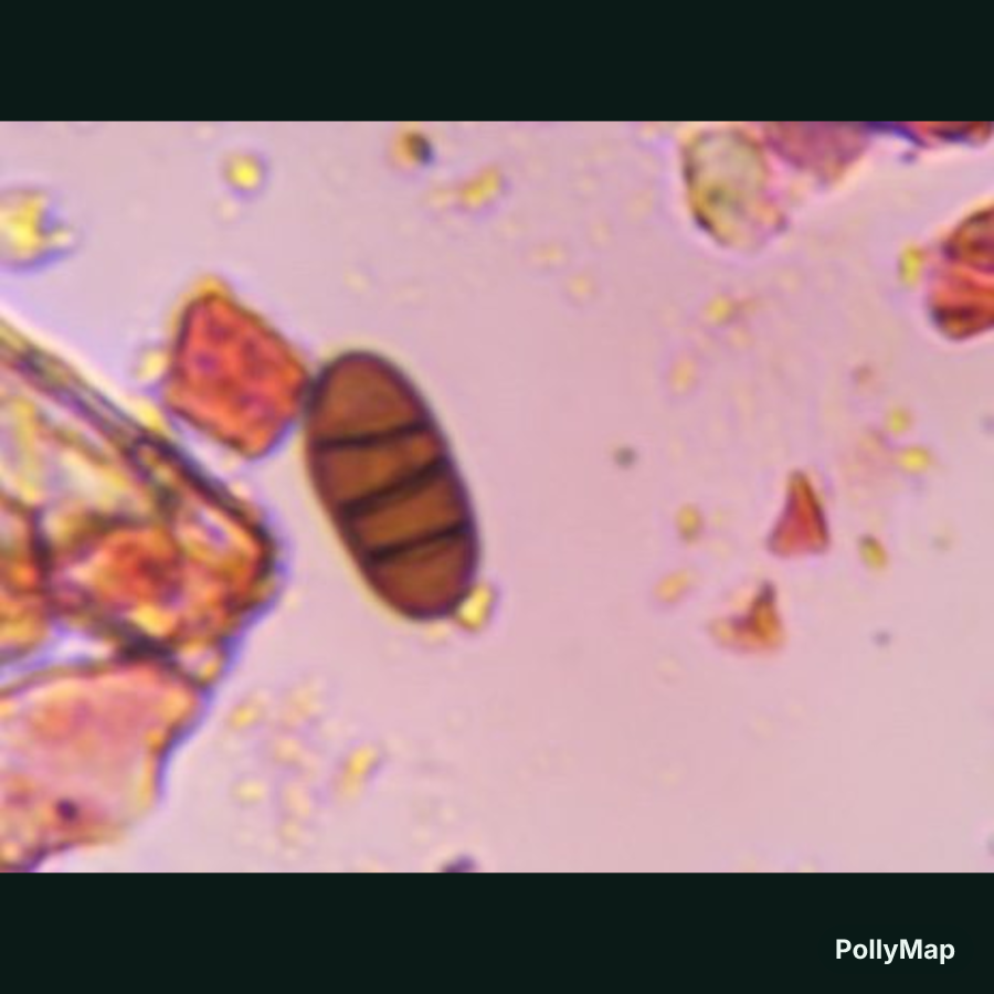 Another microscope image of Bipolaris/Drechslera, verified by PollyMap