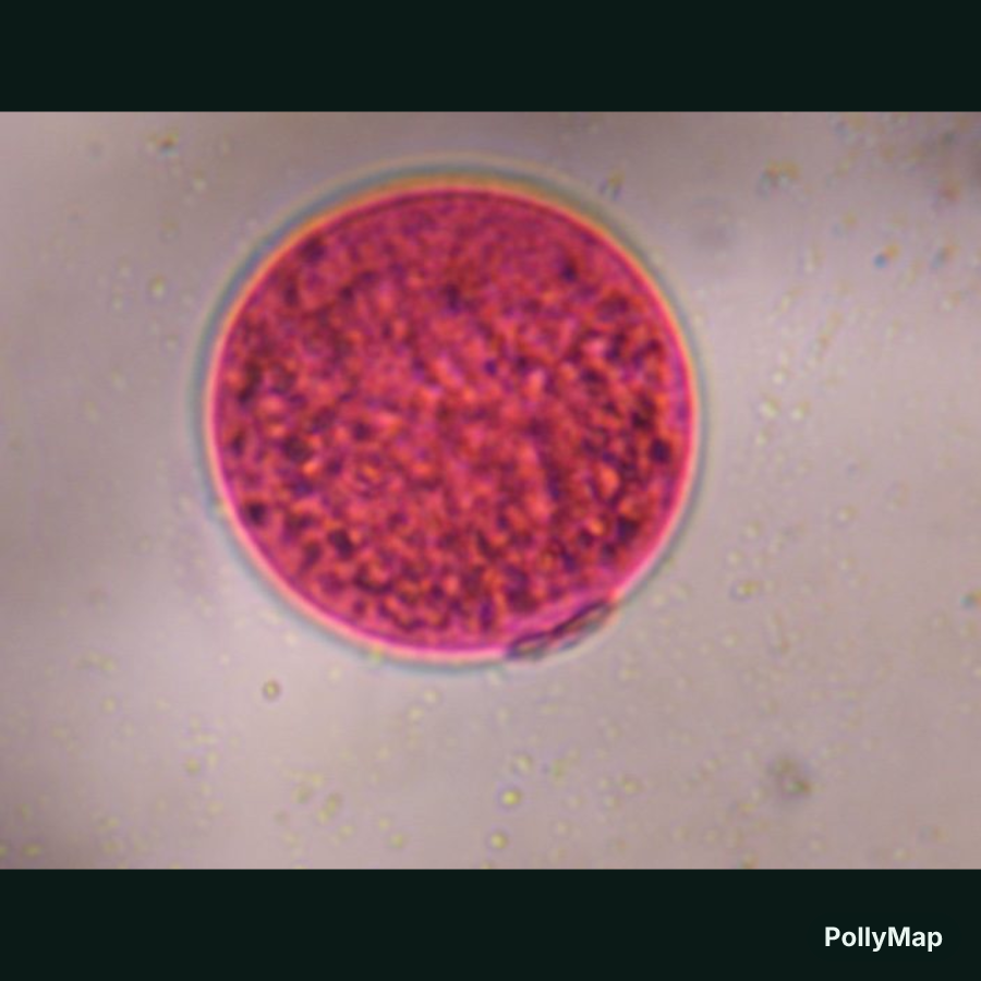 Another microscope image of Poaceae, verified by PollyMap
