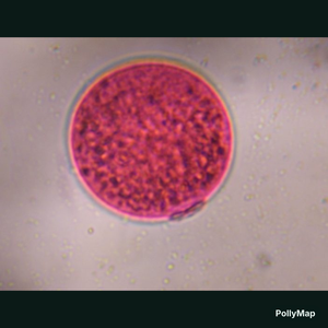 Poaceae pollen under a microscope, verified by PollyMap