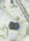 Another microscope image of Pine, verified by PollyMap