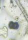 Pine pollen under a microscope, verified by PollyMap