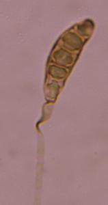 Bipolaris/Drechslera mold spore under a microscope, verified by PollyMap