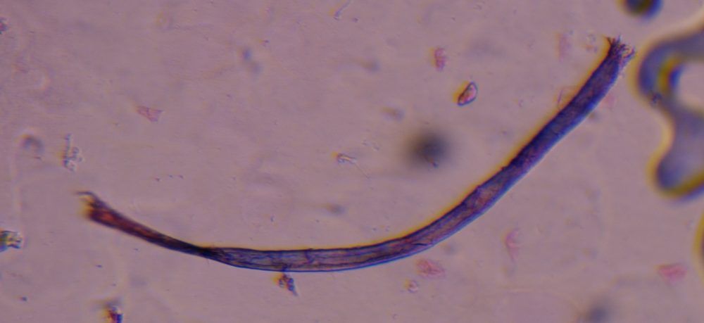 textile fiber under a microscope, verified by PollyMap