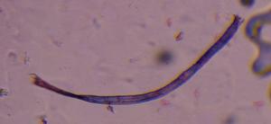 textile fiber under a microscope, verified by PollyMap
