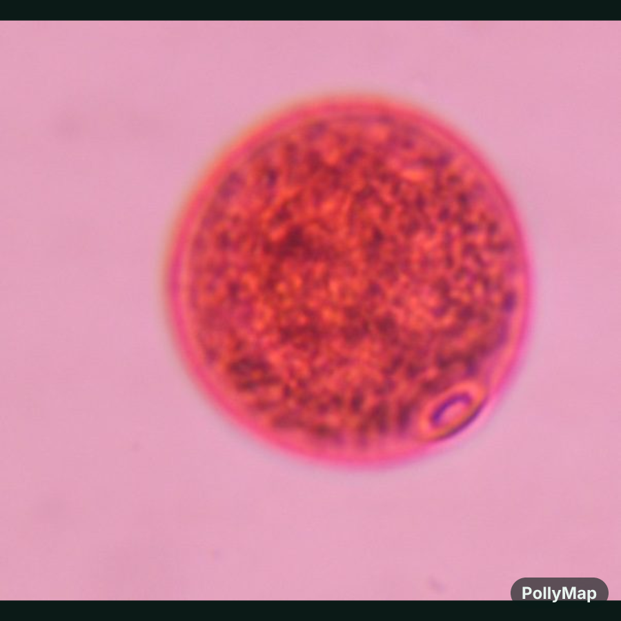Another microscope image of Poaceae, verified by PollyMap