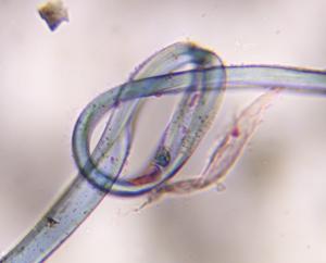 Fiber fiber under a microscope, verified by PollyMap