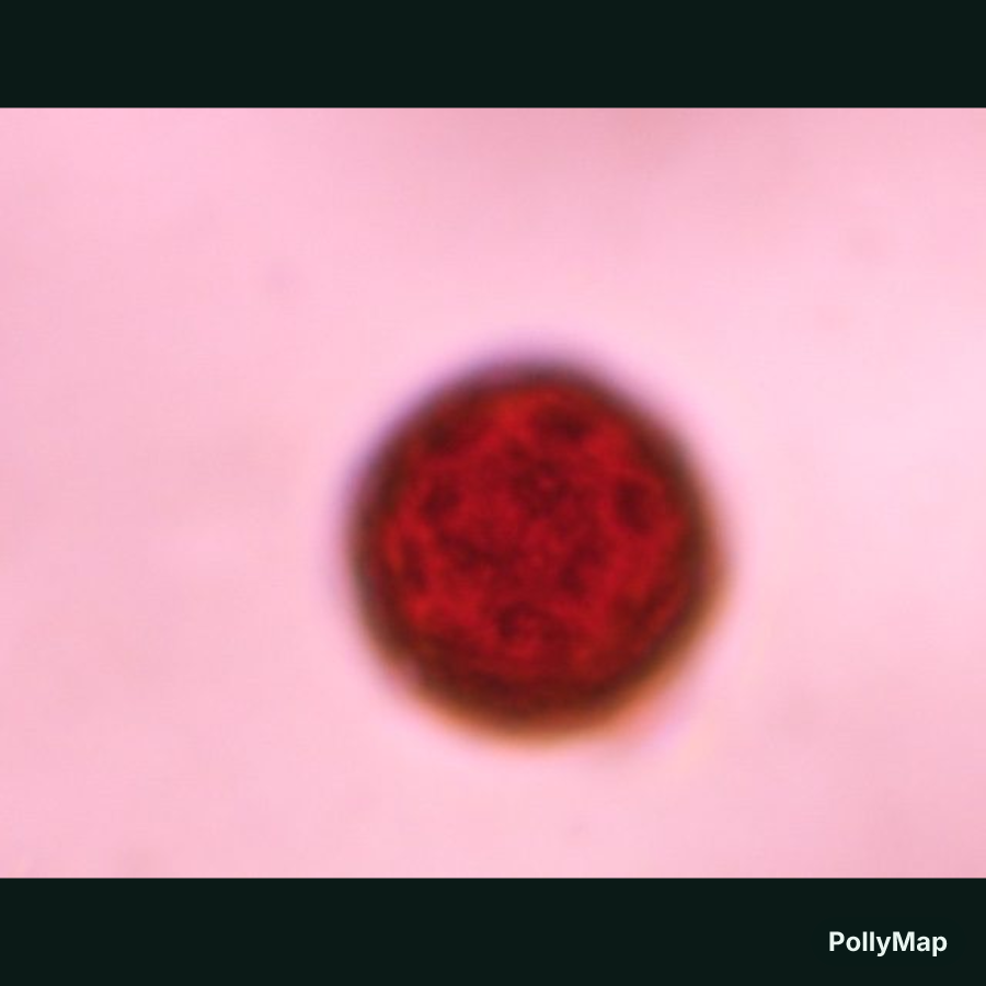 Another microscope image of Chenopod, verified by PollyMap