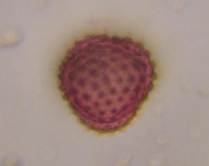 Asteraceae pollen under a microscope, verified by PollyMap