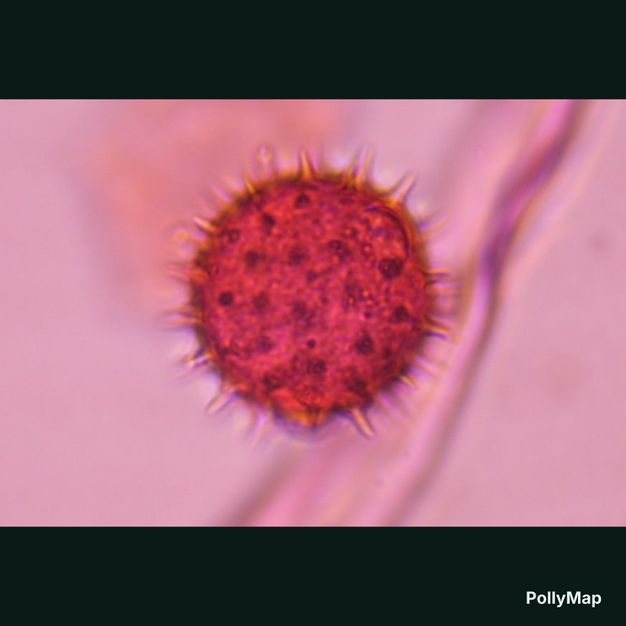 Another microscope image of Asteraceae, verified by PollyMap