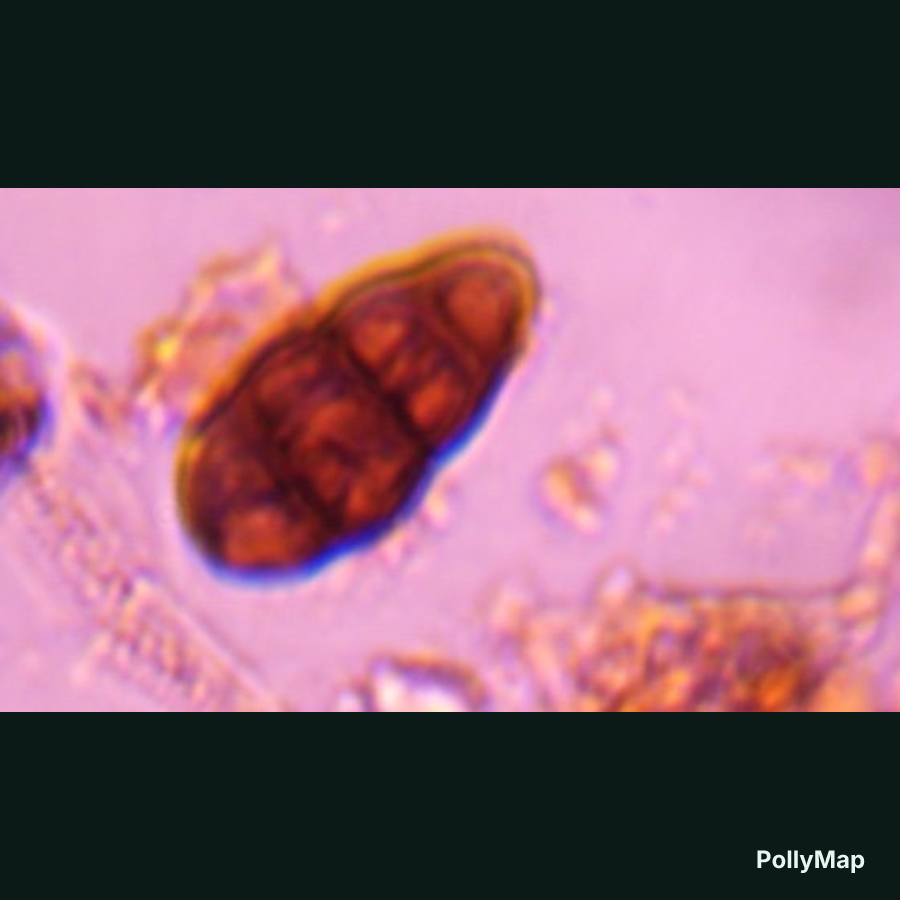 Pithomyces mold spore under a microscope, verified by PollyMap
