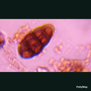 Pithomyces mold spore under a microscope, verified by PollyMap