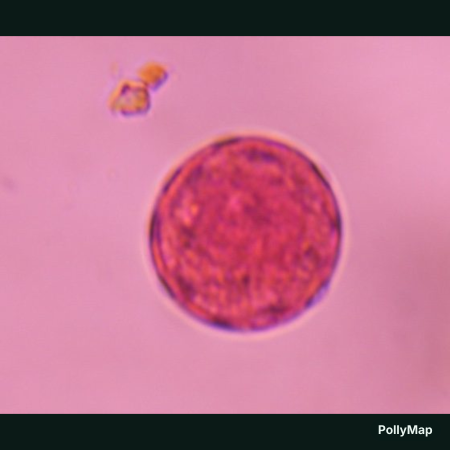 Another microscope image of Chenopod, verified by PollyMap
