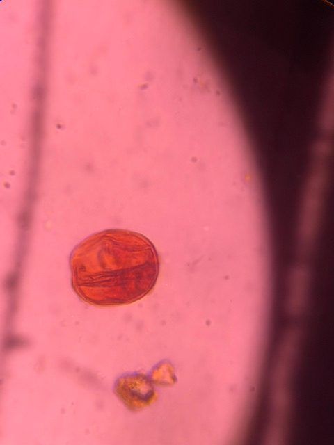 Mesquite pollen under a microscope, verified by PollyMap
