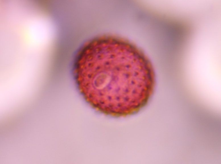 Asteraceae pollen under a microscope, verified by PollyMap
