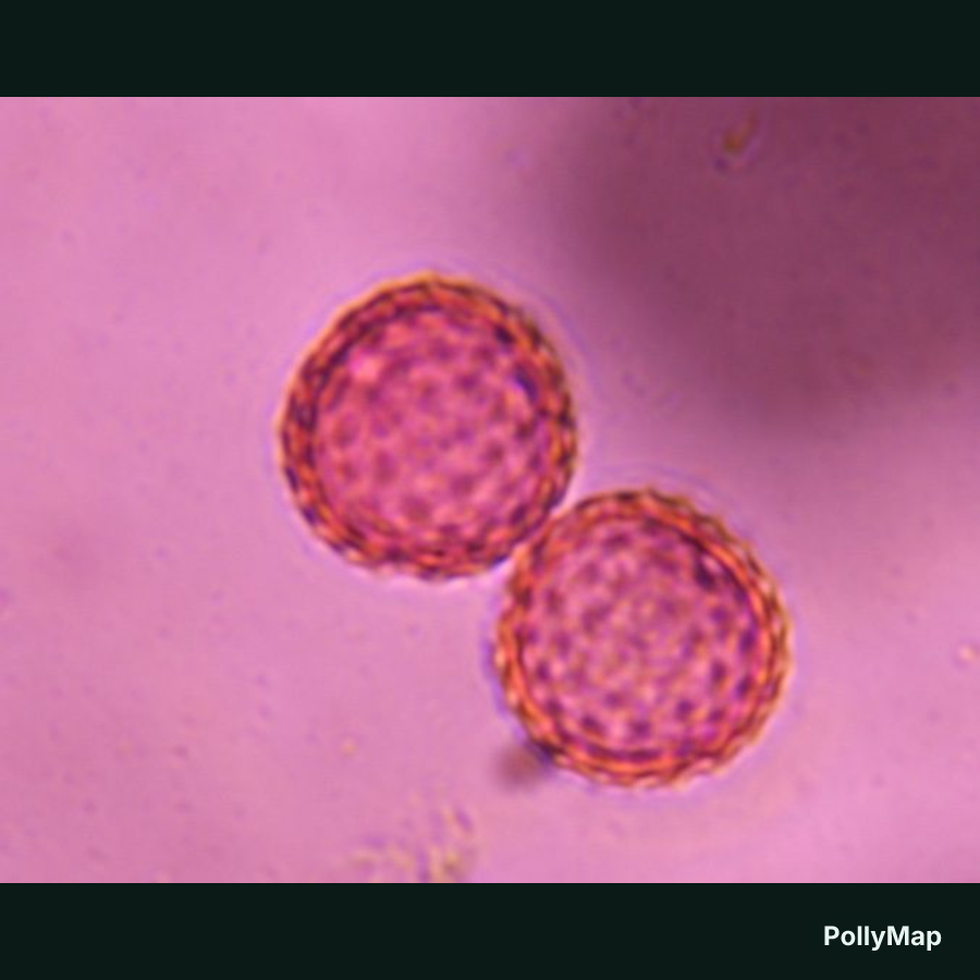 Another microscope image of Chenopod, verified by PollyMap