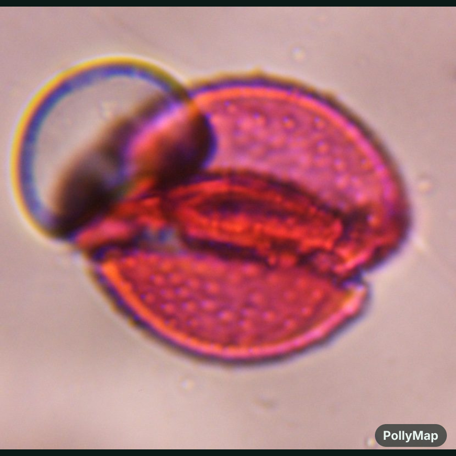 Another microscope image of Pine, verified by PollyMap