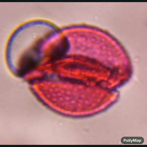 Pine pollen under a microscope, verified by PollyMap