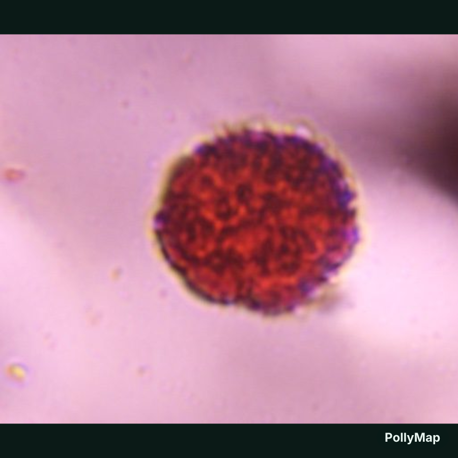 Smartweed pollen under a microscope, verified by PollyMap