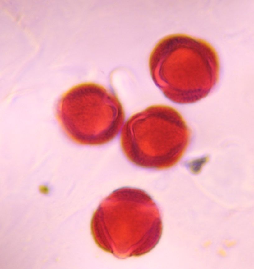 Another microscope image of Artemisia, verified by PollyMap
