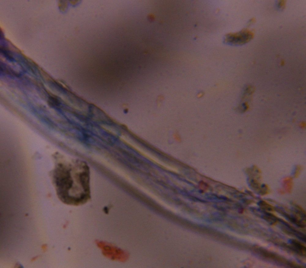Microscope image of Textile fiber, verified by PollyMap