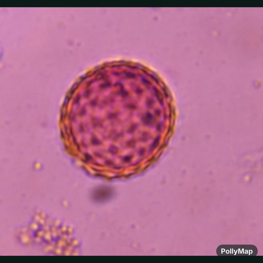 Another microscope image of Chenopod, verified by PollyMap