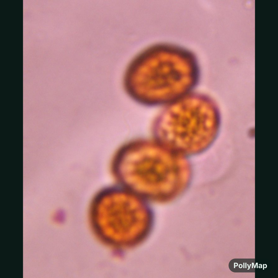 Smut mold spore under a microscope, verified by PollyMap