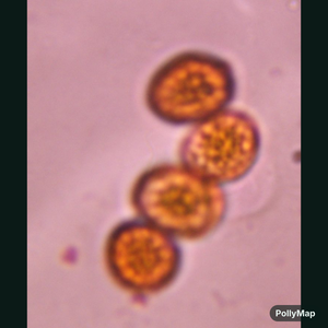 Smut mold spore under a microscope, verified by PollyMap
