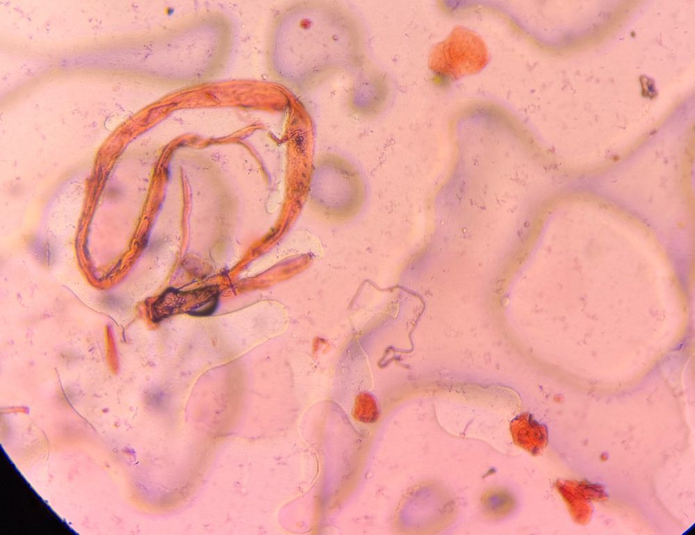 Microscope image of Textile, verified by PollyMap