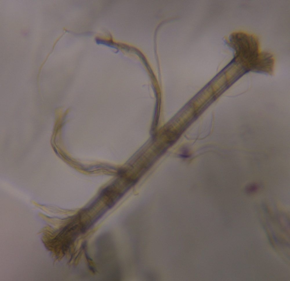 Textile fiber under a microscope, verified by PollyMap