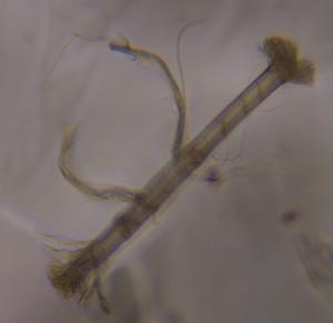 Textile fiber under a microscope, verified by PollyMap