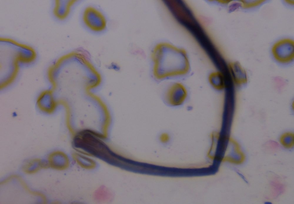Textile fiber under a microscope, verified by PollyMap