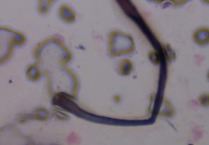 Textile fiber under a microscope, verified by PollyMap