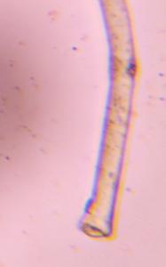 Hair particle under a microscope, verified by PollyMap