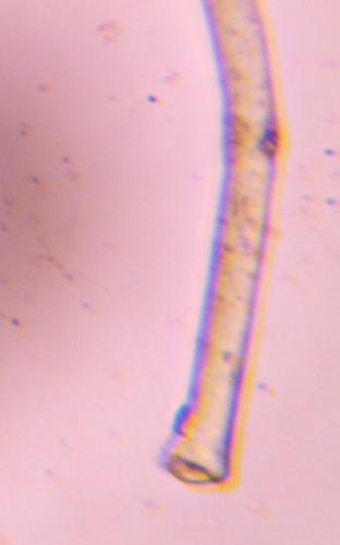 Microscope image of Hair, verified by PollyMap