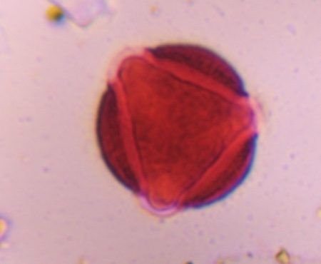 Another microscope image of Artemisia, verified by PollyMap