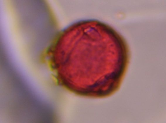 Mesquite pollen under a microscope, verified by PollyMap