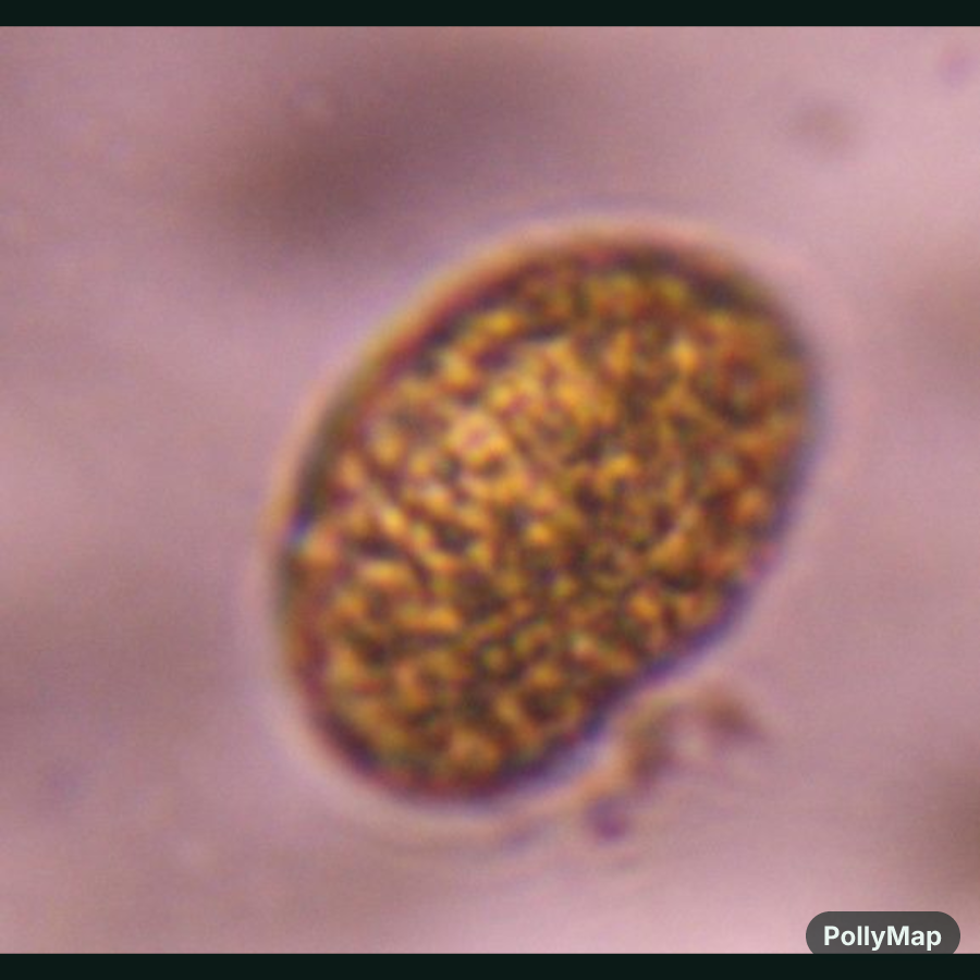 fern spore pollen under a microscope, verified by PollyMap